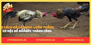 Cách đá gà mạng luôn thắng